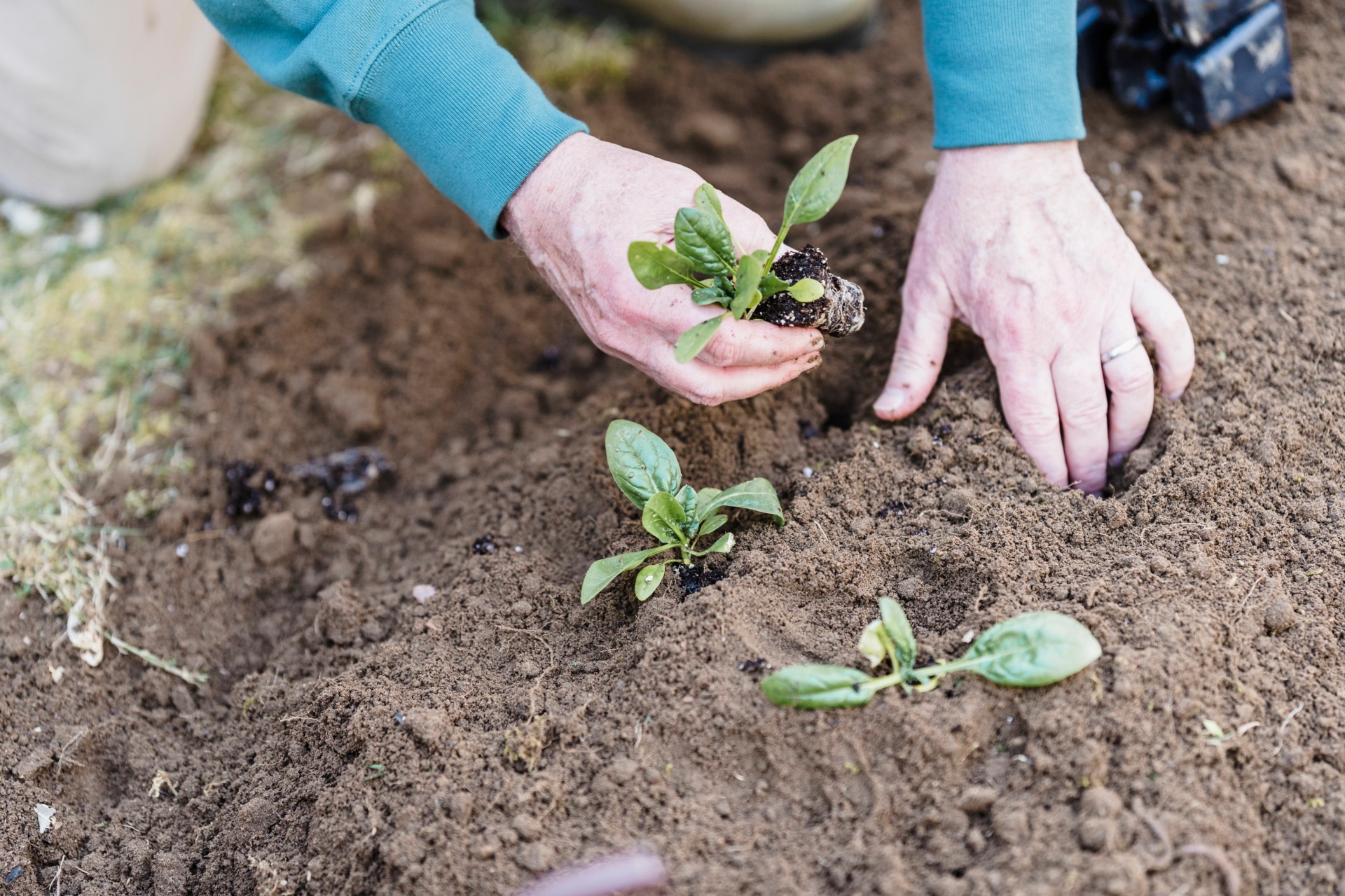 Gardening Safely After 60: Stay Well in the Sun